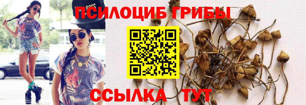 Псилоцибиновые грибы Psilocybine cubensis Чайковский